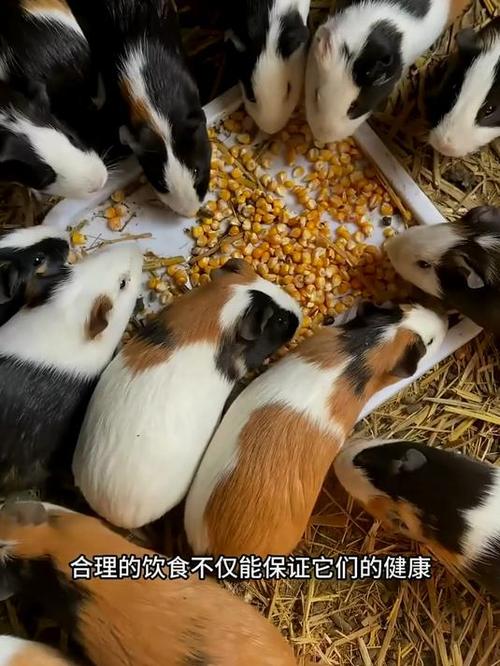 豚鼠养殖技术缩略图