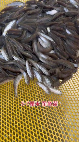 军鱼和什么鱼混养最好
