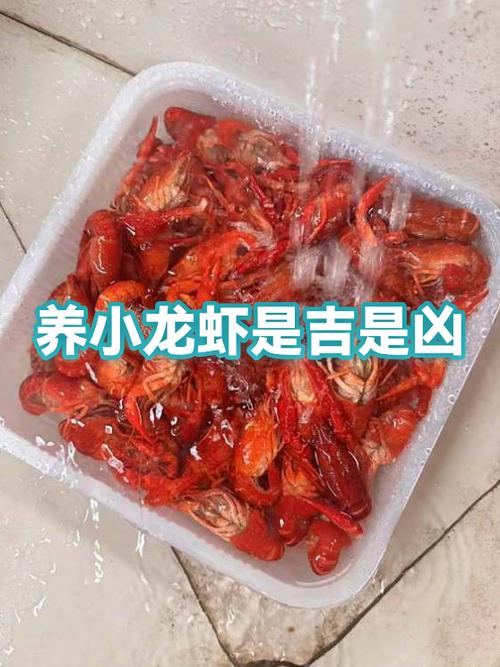 养小龙虾赚钱吗