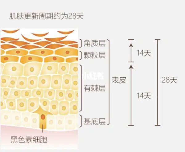 脸部皮肤更新周期