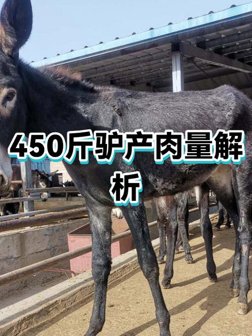 驴的屠宰率是多少