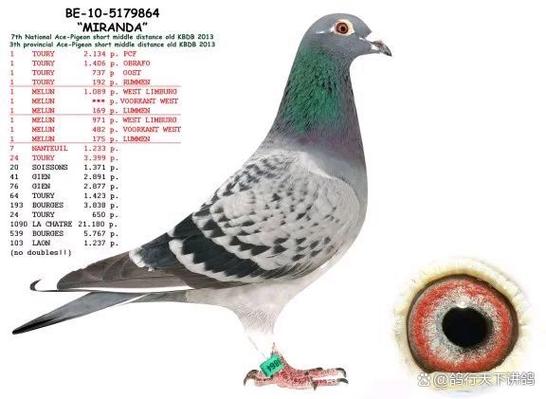 附近5公里养鸽子地址缩略图