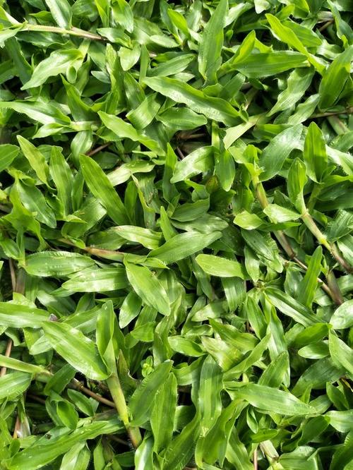 大叶油草