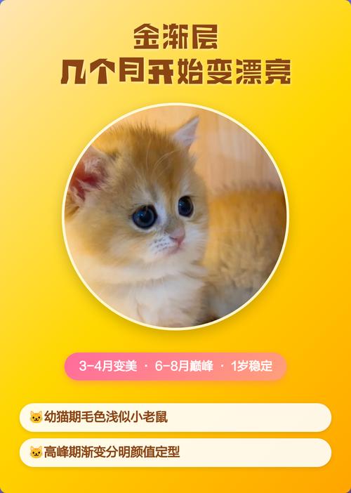 金渐层几个月开始变好看