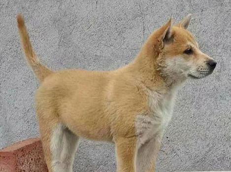 在农村养土狗赚钱吗图标