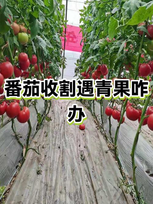 青番茄摘下来怎么变红