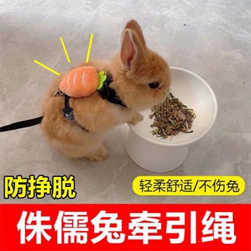 兔子遛绳自己做简单图标