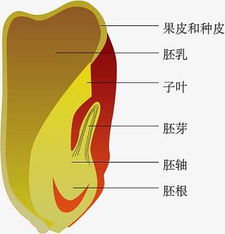 种子结构图