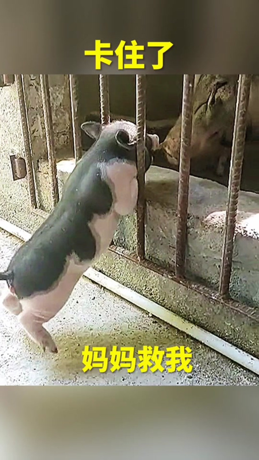 猪猪搞笑视频