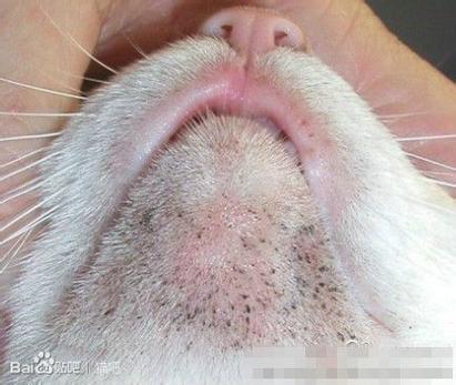 猫咪毛囊炎图片