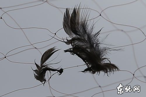 一个人怎么下粘网方法