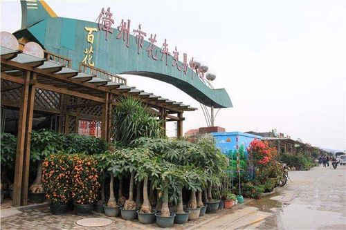 花卉市场批发各种花