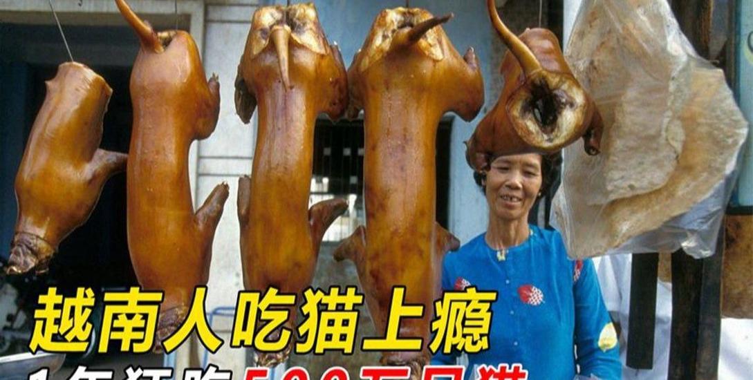 人能吃猫吗