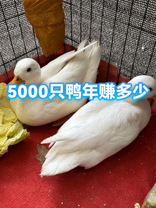 养鸭一年能赚多少万