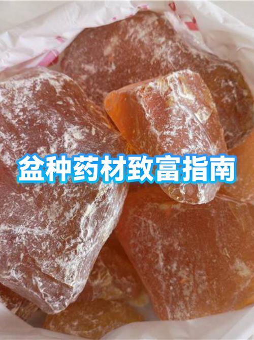 种植中草药哪种赚钱