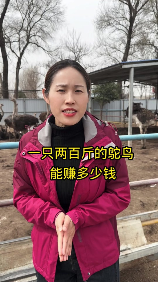 养鸵鸟的10大忠告图标