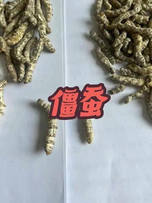 僵尸蚕照片