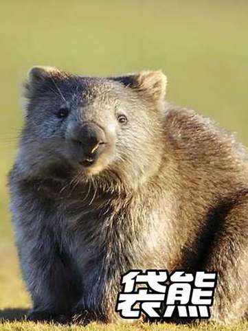 袋熊屁股特点