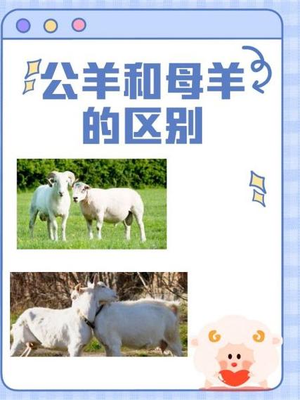 公羊膻味重还是母羊截图