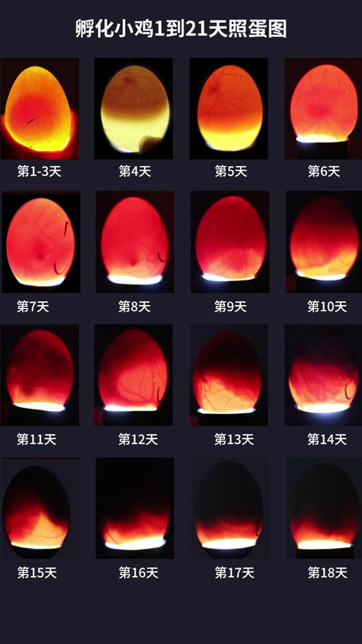 小鸡21天孵化过程图解
