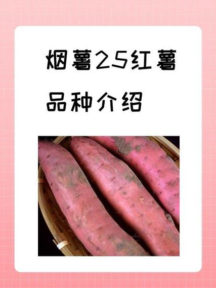 红薯品种前十名排行榜缩略图
