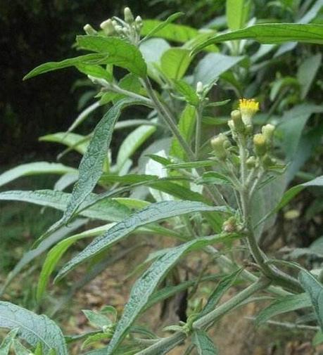 不孕不育十大草药