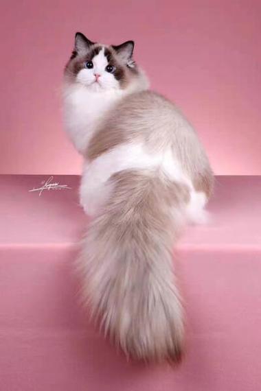 布偶猫美图图标