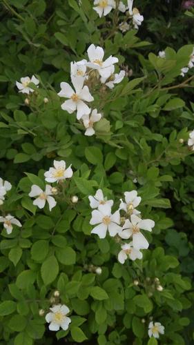 小白花是什么意思