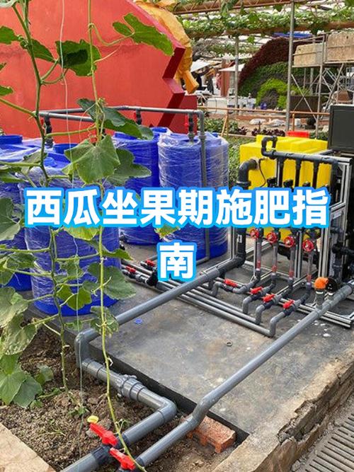 西瓜没坐住果疯长怎么办