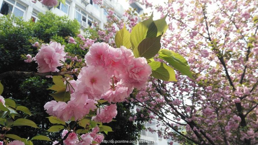 樱花校园怎么让天变亮