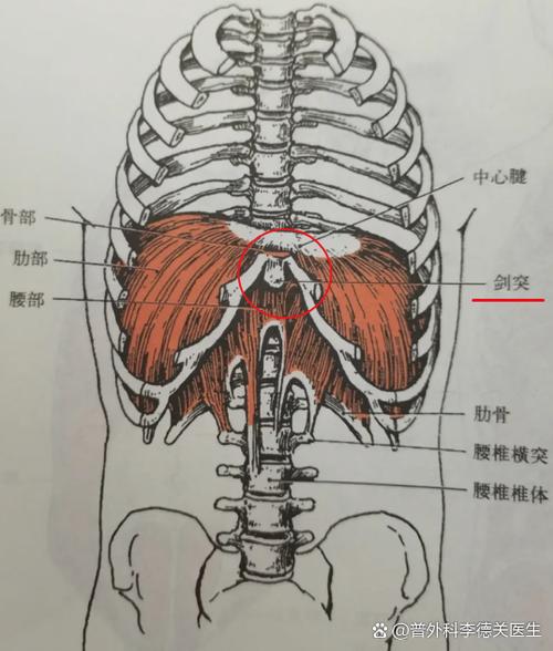 胸口八字骨中间有一个疙瘩
