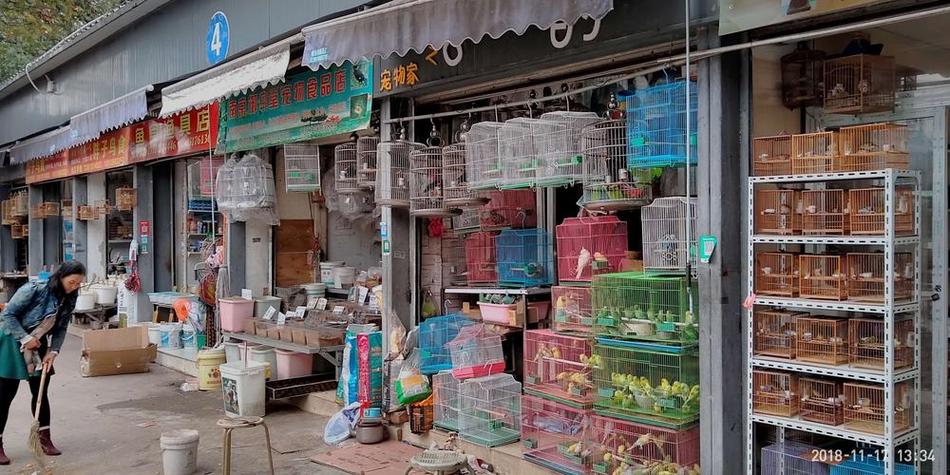 花鸟鱼市场图标