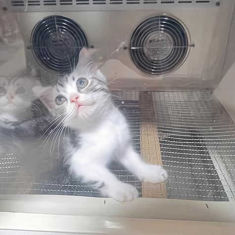 宠物猫养殖