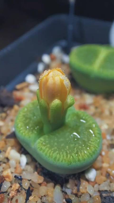 屁股花会开花吗
