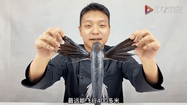 飞鱼快