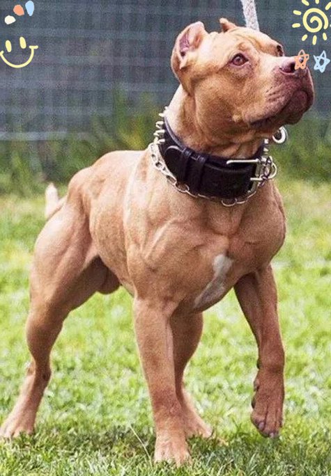 比特犬哪个品种最好