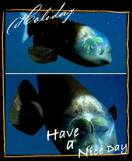 海底透视眼渔夫
