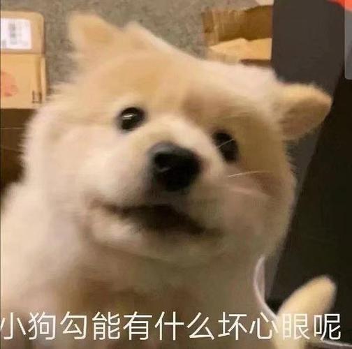小狗狗怎么会有坏心思呢截图