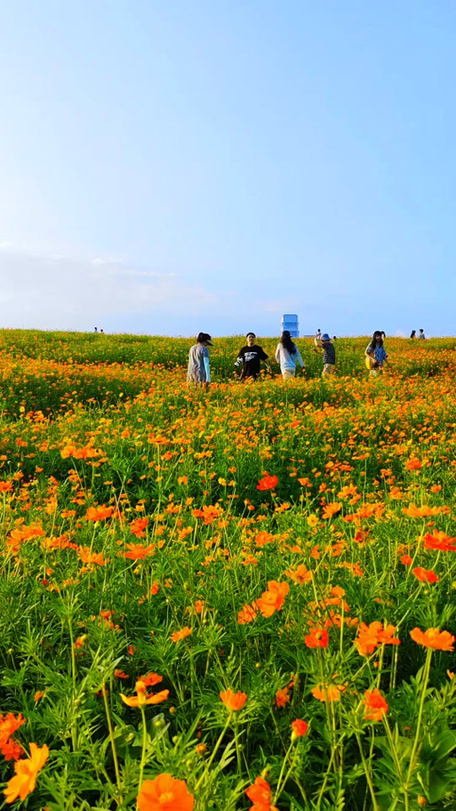 附近格桑花基地