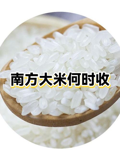 湖南三季稻