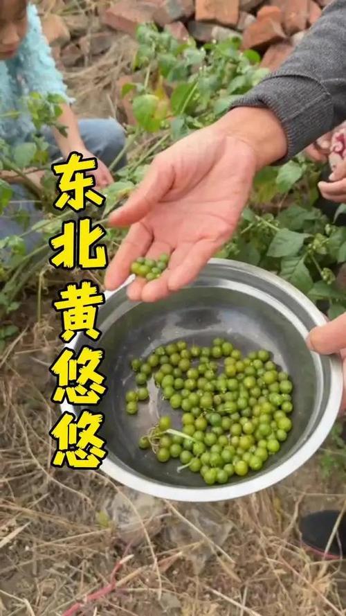 东北甸果的功效与作用