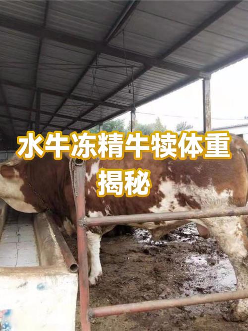 水牛一年能长多少斤