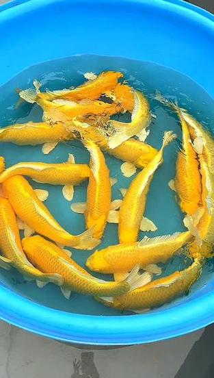 40公分锦鲤多少钱一条
