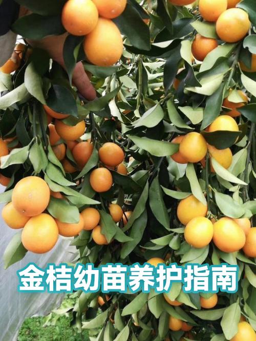 老人吃金桔好吗图标