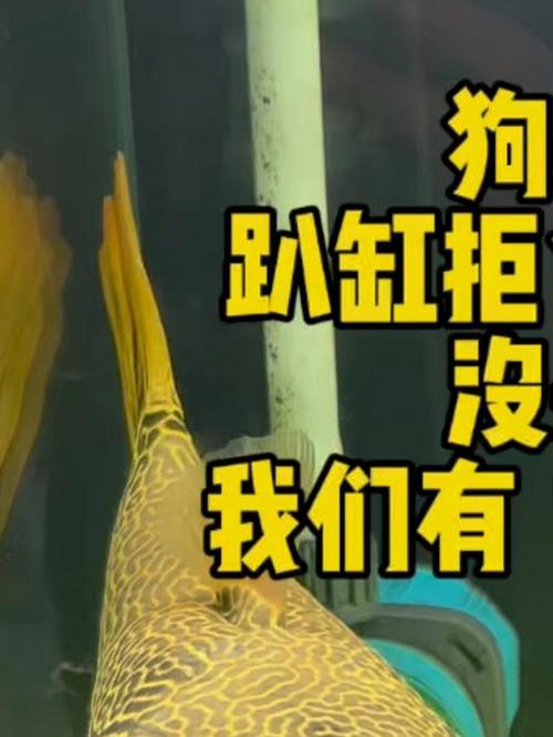 狗头鱼不吃东西怎么办