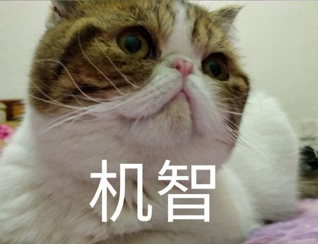 机灵的表情图