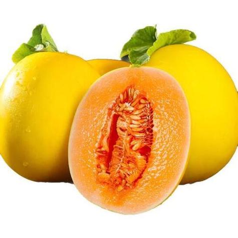 瓜都有什么品种的瓜