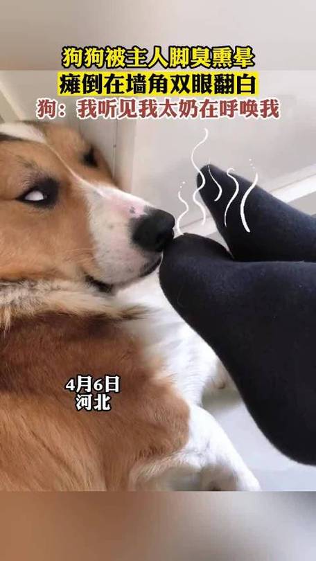 脚臭的搞笑视频
