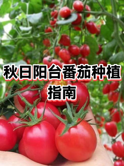 大番茄种植时间和方法