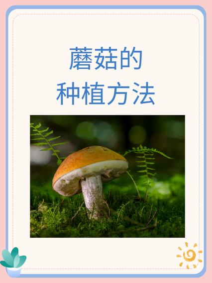 自己如何在家种蘑菇